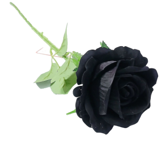 Pasted-20250326-154654_pixian_ai