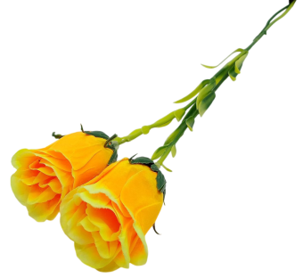 image-Photoroom - 2026-01-11T152530.182